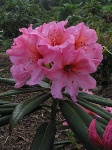 griersonianum x decorum
